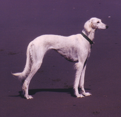 Qismet in hunt mode